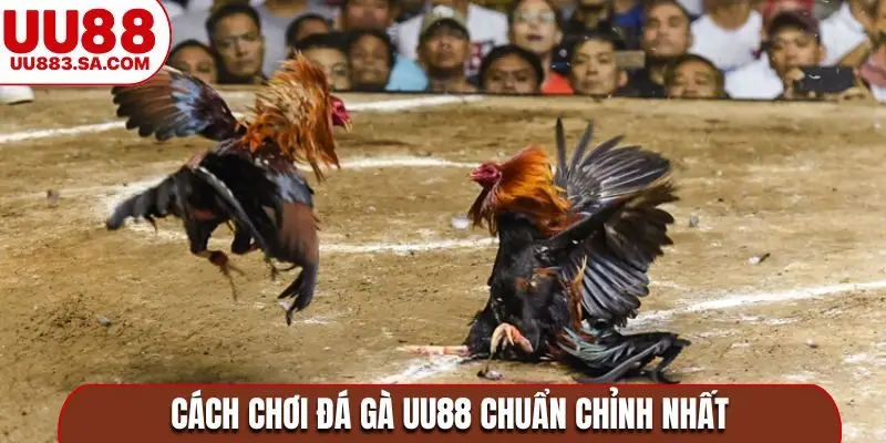 Cách chơi đá gà UU88 chuẩn chỉnh nhất