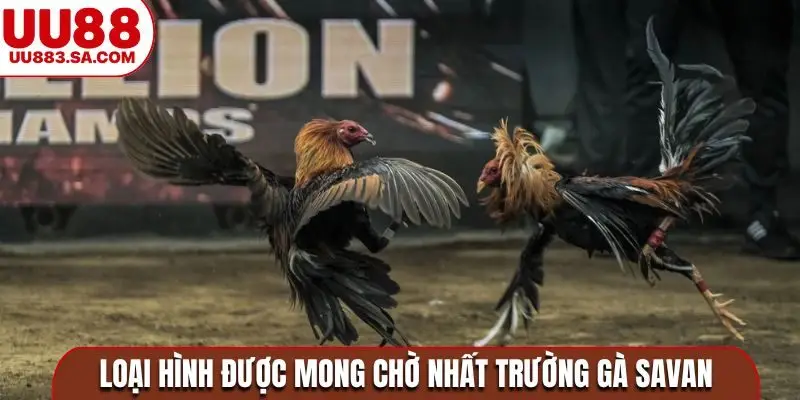 Loại hình được mong chờ nhất trường gà Savan
