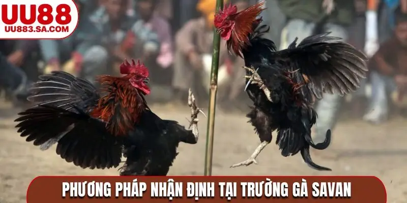 Phương pháp nhận định tại trường gà Savan